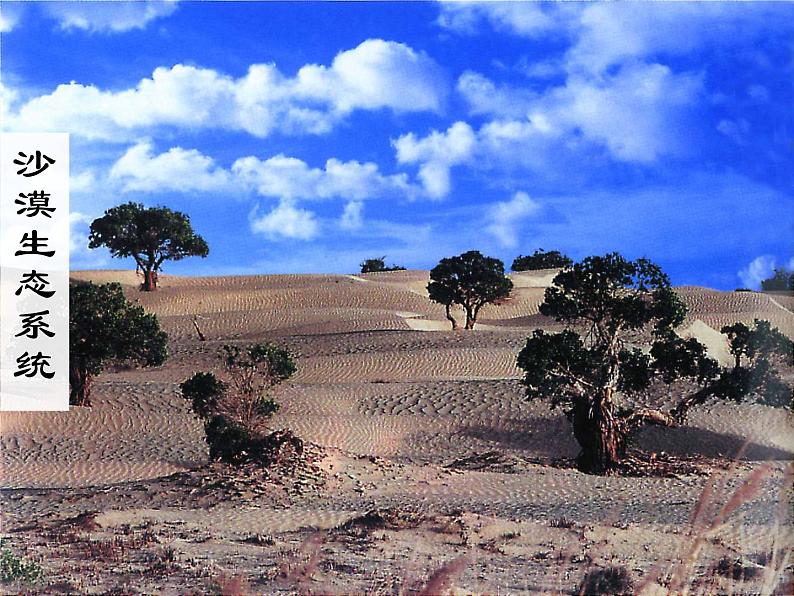 济南社八年级下册生物 6.2.1生态系统的组成 课件第5页