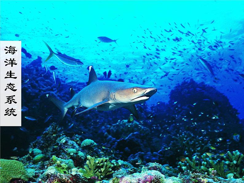 济南社八年级下册生物 6.2.1生态系统的组成 课件第6页