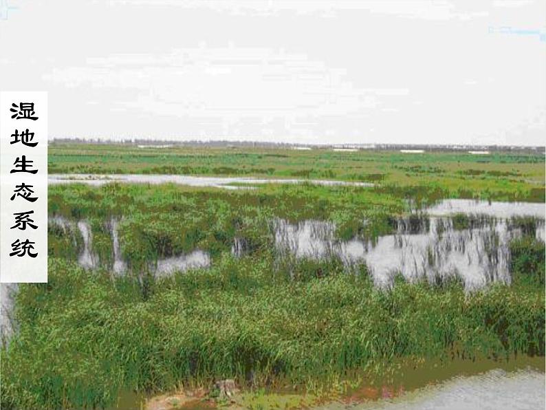 济南社八年级下册生物 6.2.1生态系统的组成 课件第7页