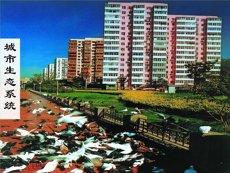 济南社八年级下册生物 6.2.1生态系统的组成 课件第8页