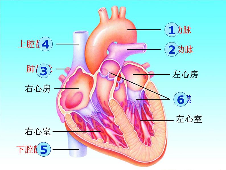 冀教版七年级下册生物 2.3物质运输的路线 课件04