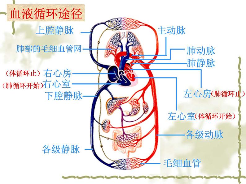 冀教版七年级下册生物 2.3物质运输的路线 课件08