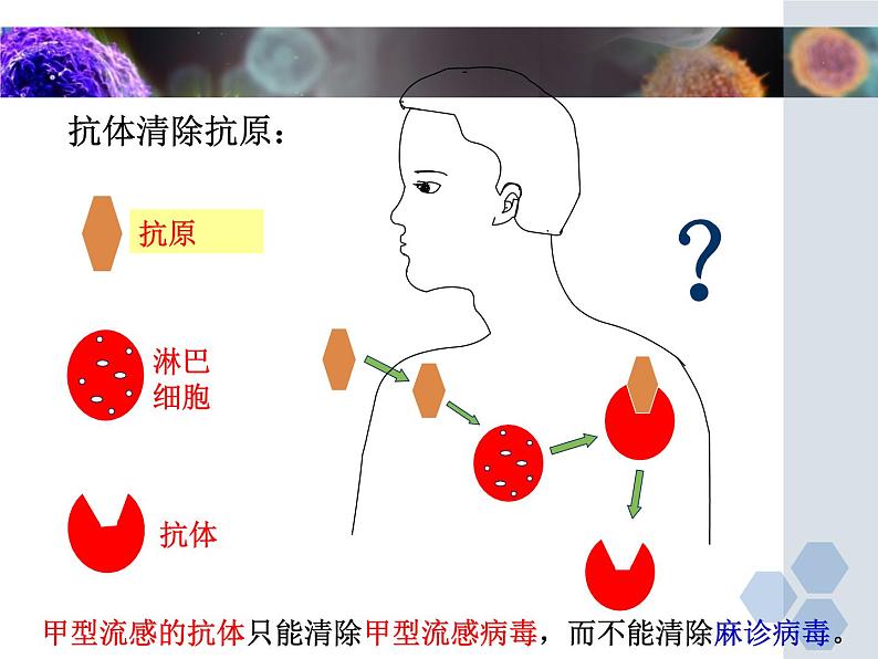冀教版七年级下册生物 6.1 免疫 课件第7页