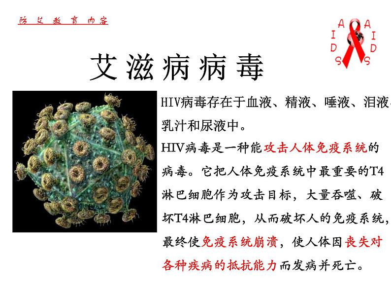 冀教版七年级下册生物 6.3 艾滋病的发生与流行 课件06