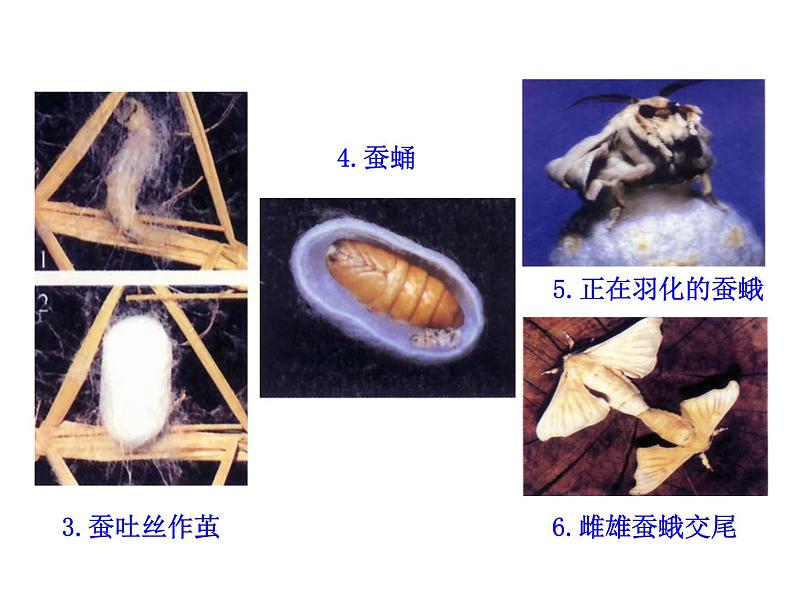 冀教版八年级下册生物  6.1.2动物的生殖和发育 课件第7页