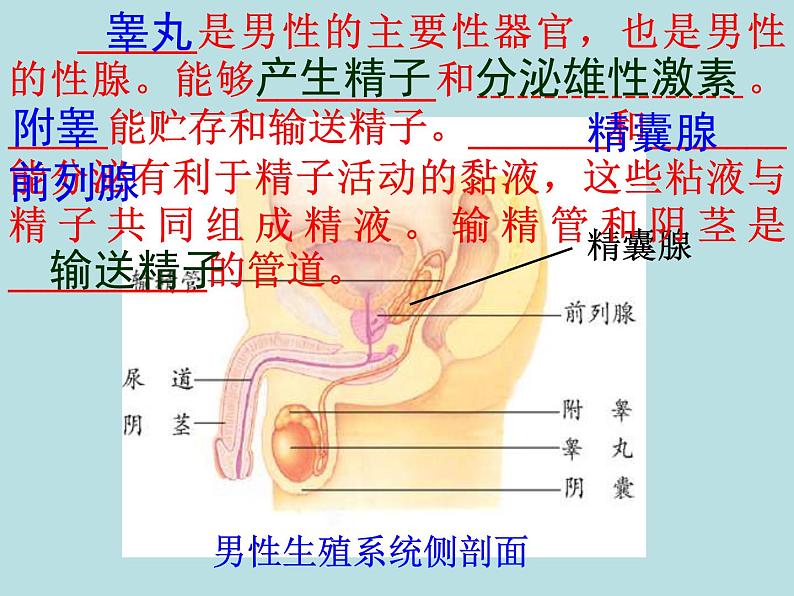 冀教版八年级下册生物  6.1.3人的生殖和胚胎发育 课件第3页