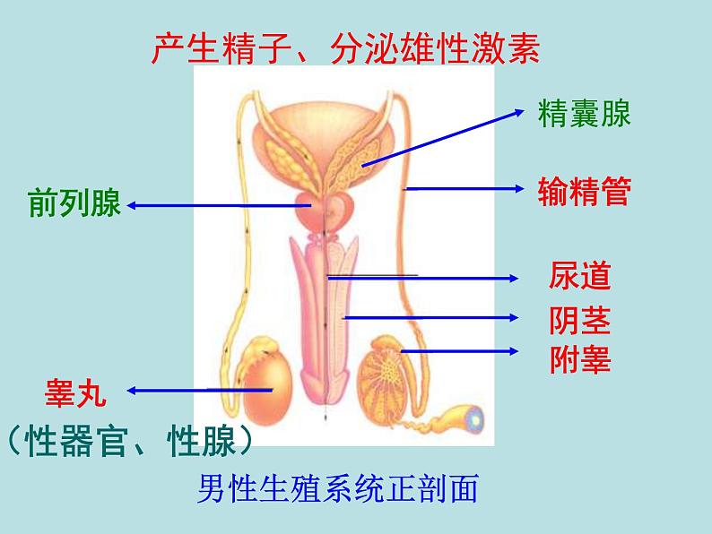 冀教版八年级下册生物  6.1.3人的生殖和胚胎发育 课件第4页