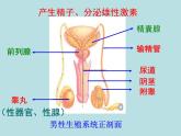 冀教版八年级下册生物  6.1.3人的生殖和胚胎发育 课件