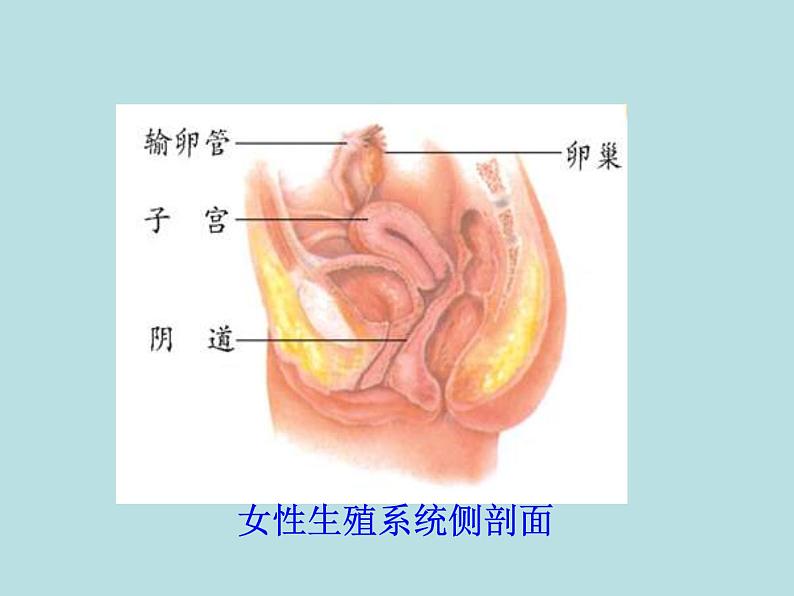 冀教版八年级下册生物  6.1.3人的生殖和胚胎发育 课件第5页