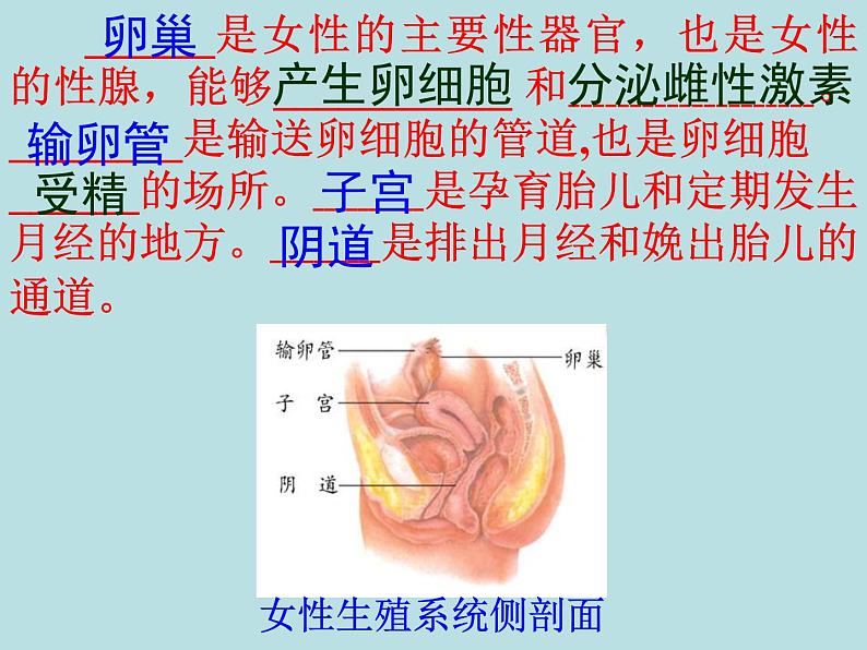 冀教版八年级下册生物  6.1.3人的生殖和胚胎发育 课件第6页