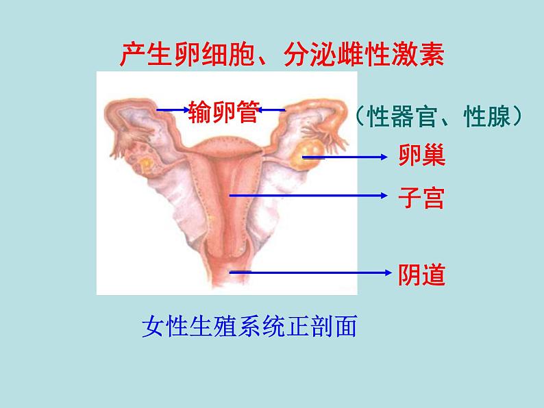 冀教版八年级下册生物  6.1.3人的生殖和胚胎发育 课件第7页