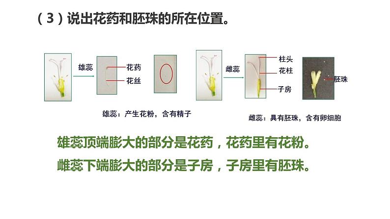 冀教版八年级下册生物  6.1.1被子植物的生殖 课件07