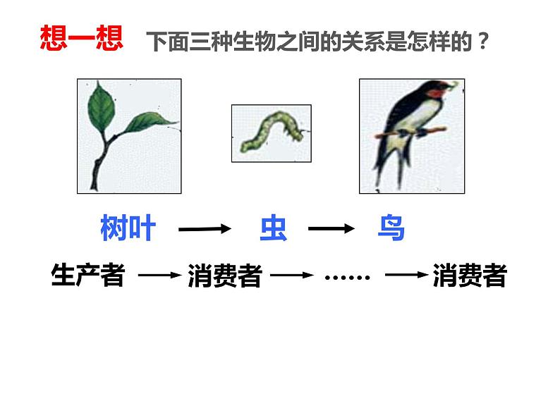 冀教版八年级下册生物  7.2.2食物链和食物网 课件第4页