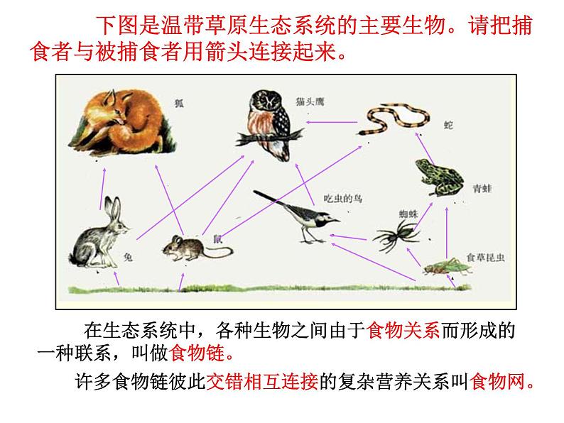 冀教版八年级下册生物  7.2.2食物链和食物网 课件第8页