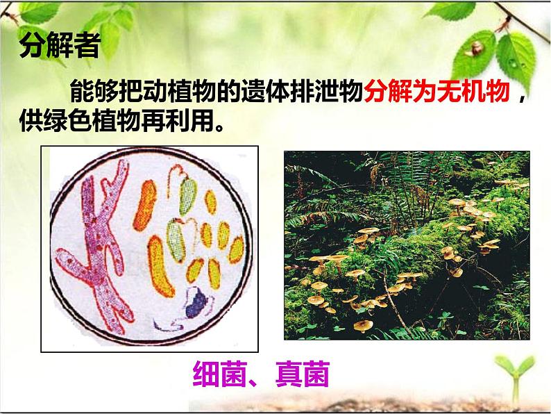 冀教版八年级下册生物  7.2.1生态系统的组成和类型 课件07