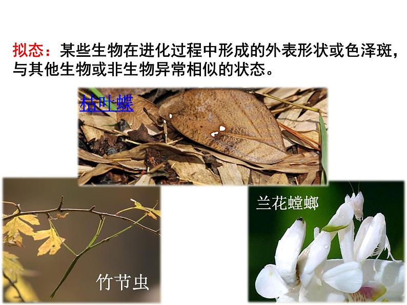 冀教版八年级下册生物  7.1.2生物对环境的适应和影响 课件第8页