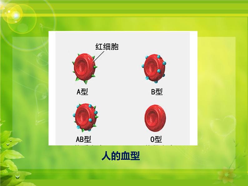 冀教版八年级下册生物  6.2.1遗传 课件05