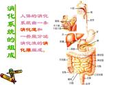 苏教版七年级下册生物 9.2人体的消化与吸收 课件