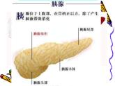 苏教版七年级下册生物 9.2人体的消化与吸收 课件