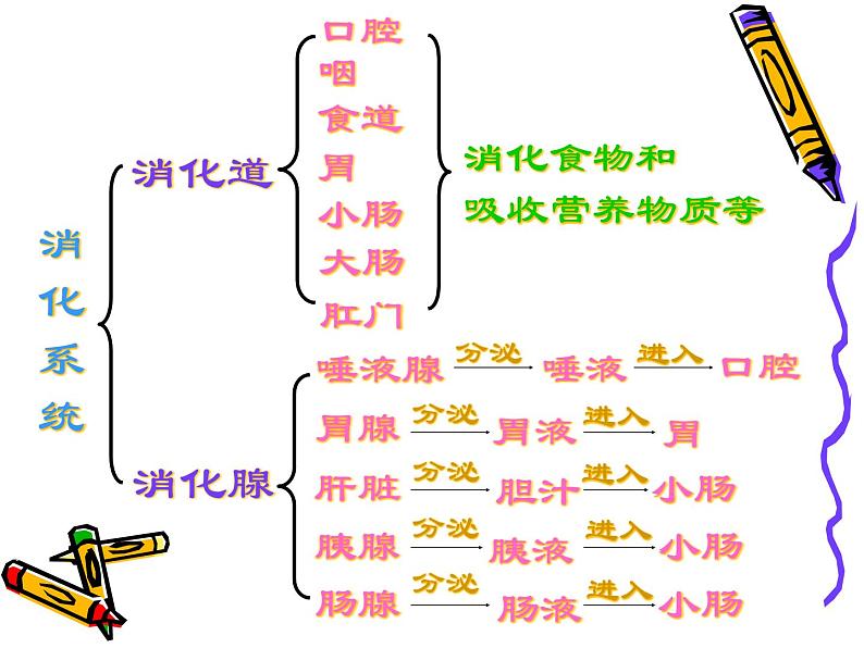 苏教版七年级下册生物 9.2人体的消化与吸收 课件第4页