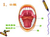 苏教版七年级下册生物 9.2人体的消化与吸收 课件