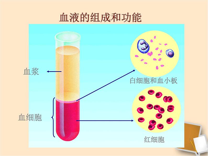 苏教版七年级下册生物 10.1血液和血型 课件05