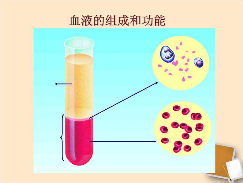 苏教版七年级下册生物 10.1血液和血型 课件06