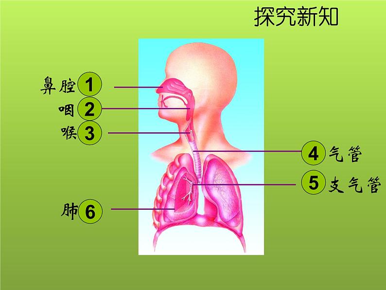 苏教版七年级下册生物 10.3人体和外界环境的气体交换 课件04