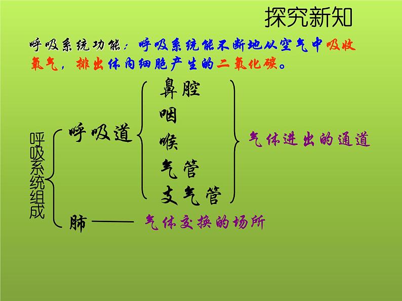 苏教版七年级下册生物 10.3人体和外界环境的气体交换 课件05