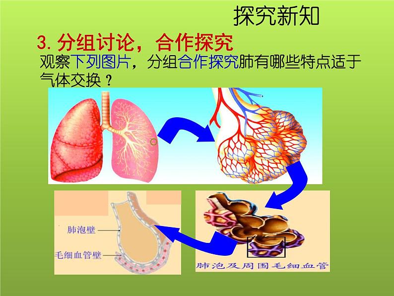 苏教版七年级下册生物 10.3人体和外界环境的气体交换 课件06