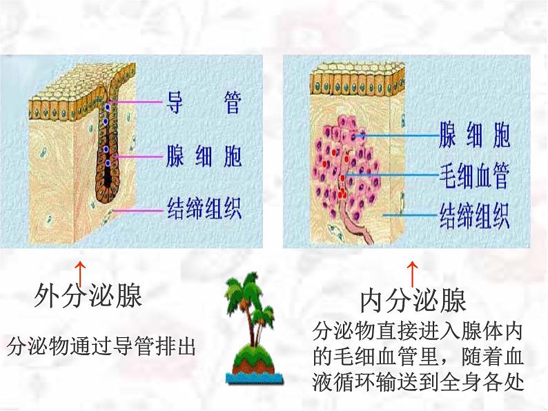 苏教版七年级下册生物 12.1人体的激素调节 课件第3页