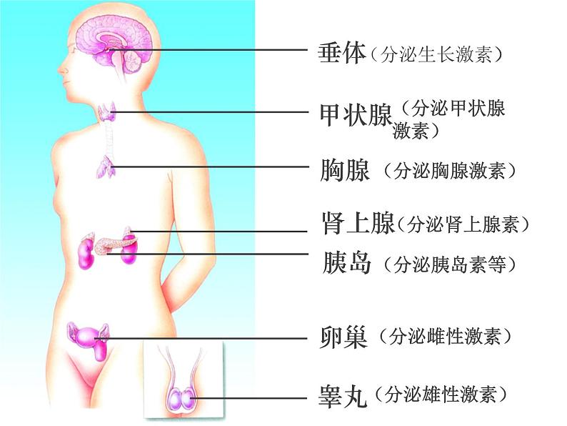 苏教版七年级下册生物 12.1人体的激素调节 课件第5页