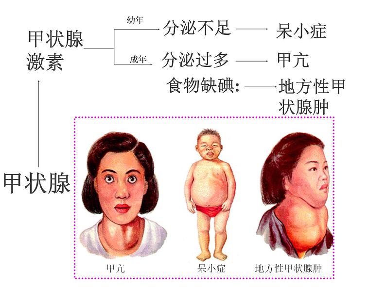 苏教版七年级下册生物 12.1人体的激素调节 课件第8页