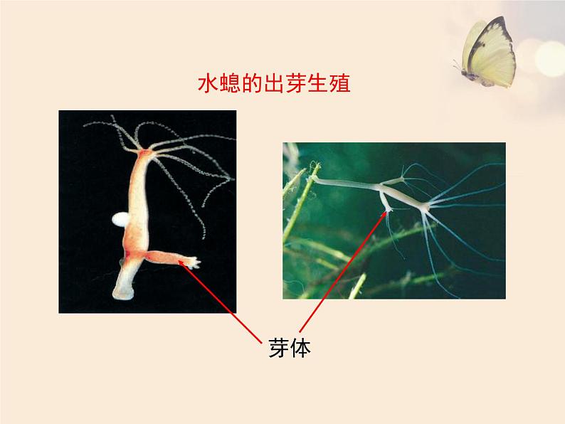 苏教版八年级下册生物 21.1生物的无性生殖 课件06