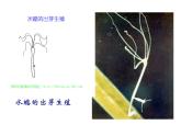 蘇教版八年級下冊生物 21.1生物的無性生殖  課件