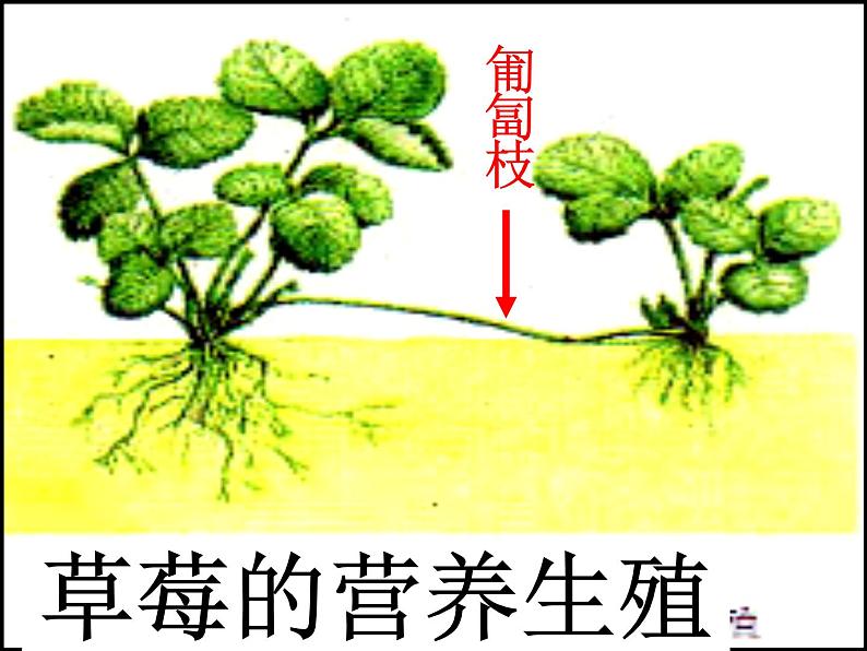 苏教版八年级下册生物 21.1生物的无性生殖  课件07