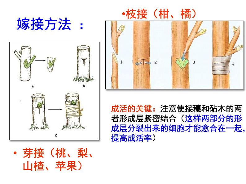 苏教版八年级下册生物 21.1生物的无性生殖  课件08