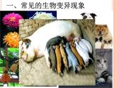 苏教版八年级下册生物 22.5生物的变异 课件