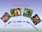 蘇教版八年級下冊生物 21.2植物的有性生殖  課件