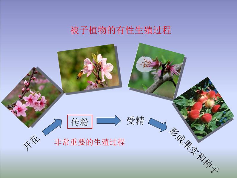 苏教版八年级下册生物 21.2植物的有性生殖  课件02