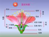 蘇教版八年級下冊生物 21.2植物的有性生殖  課件