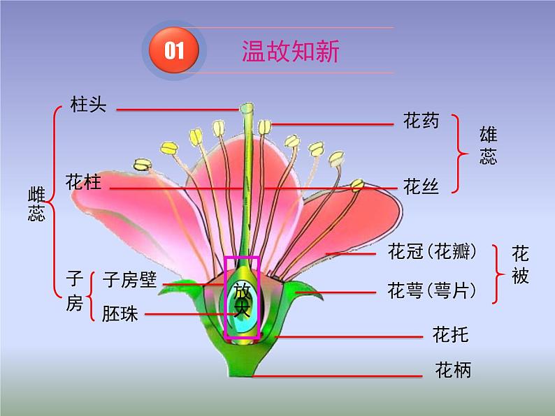 苏教版八年级下册生物 21.2植物的有性生殖  课件03