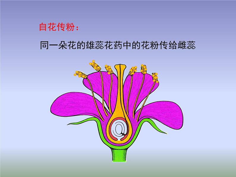 苏教版八年级下册生物 21.2植物的有性生殖  课件08