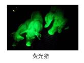 苏教版八年级下册生物 24.1现代生物技术的应用 课件