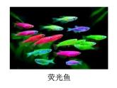 苏教版八年级下册生物 24.1现代生物技术的应用 课件