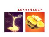 苏教版八年级下册生物 24.1现代生物技术的应用 课件