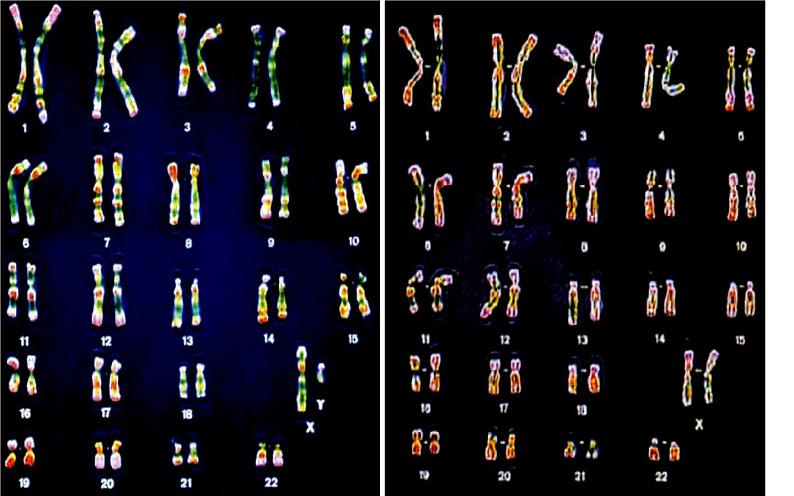 苏教版八年级下册生物 22.3人的性别决定 课件06