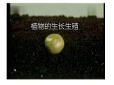 苏教版八年级下册生物 21.2植物的有性生殖 课件