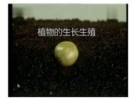 苏教版八年级下册第二节 植物的有性生殖说课ppt课件