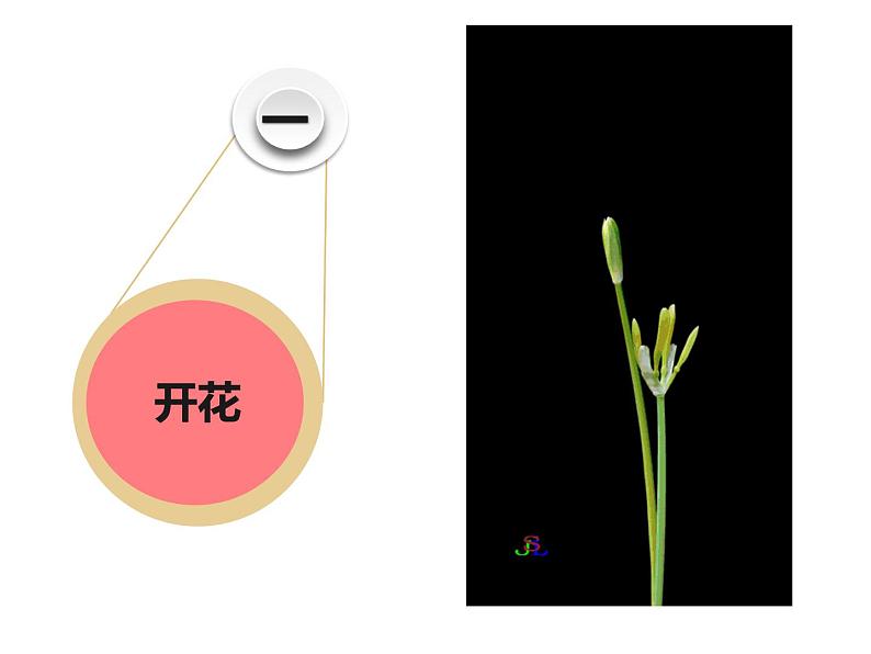 苏教版八年级下册生物 21.2植物的有性生殖 课件03